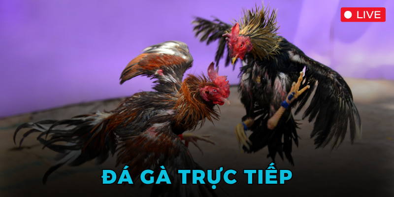 Đá Gà Trực Tiếp