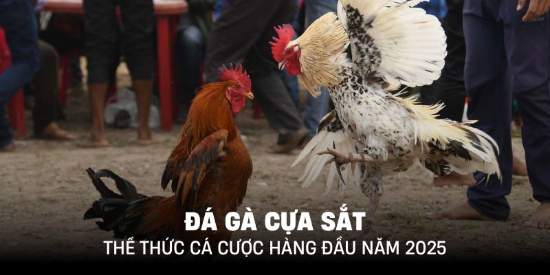 Đá Gà Cựa Sắt