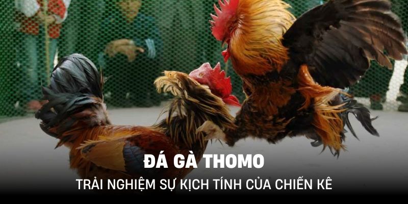 Đá Gà Thomo